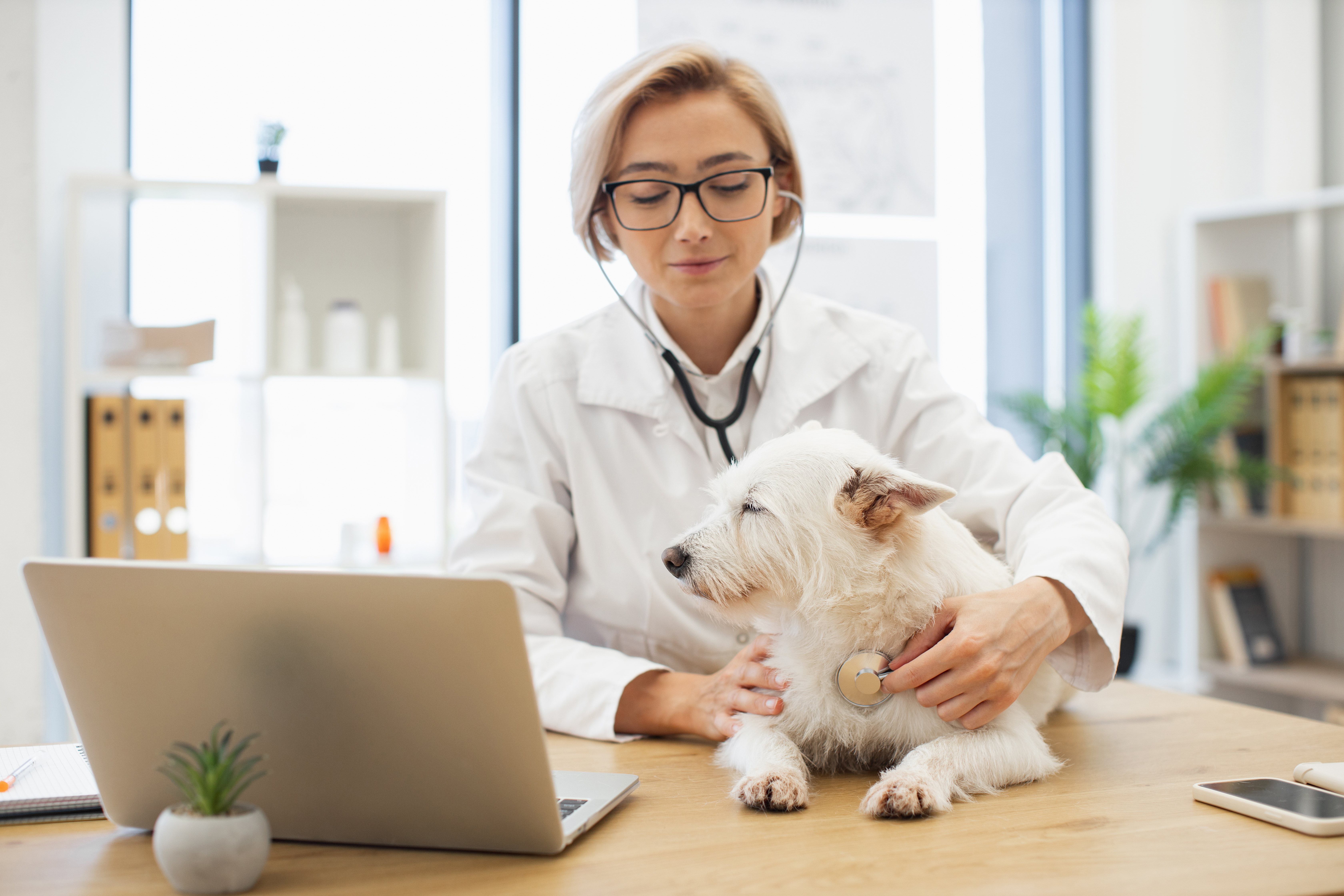 Veterinarian examining dog with stethoscope